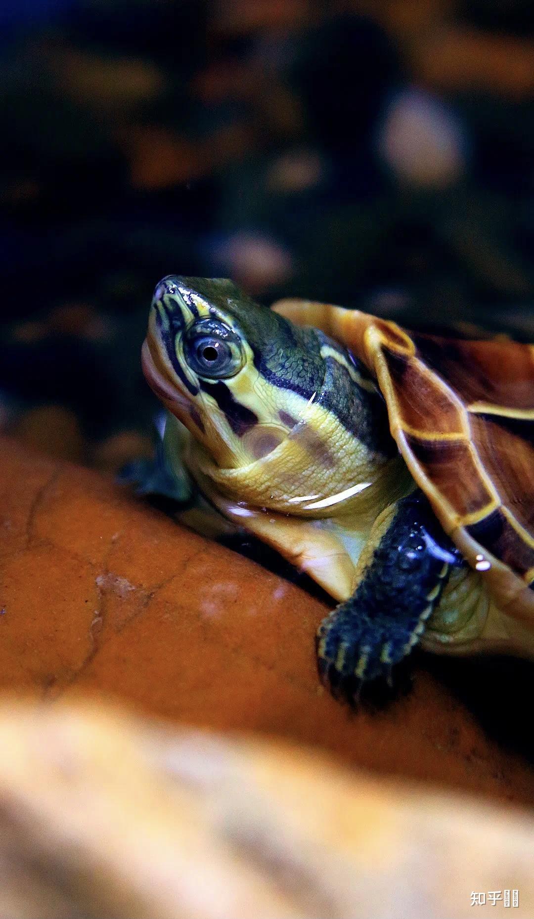 有哪些好看的乌龟照片? - 知乎