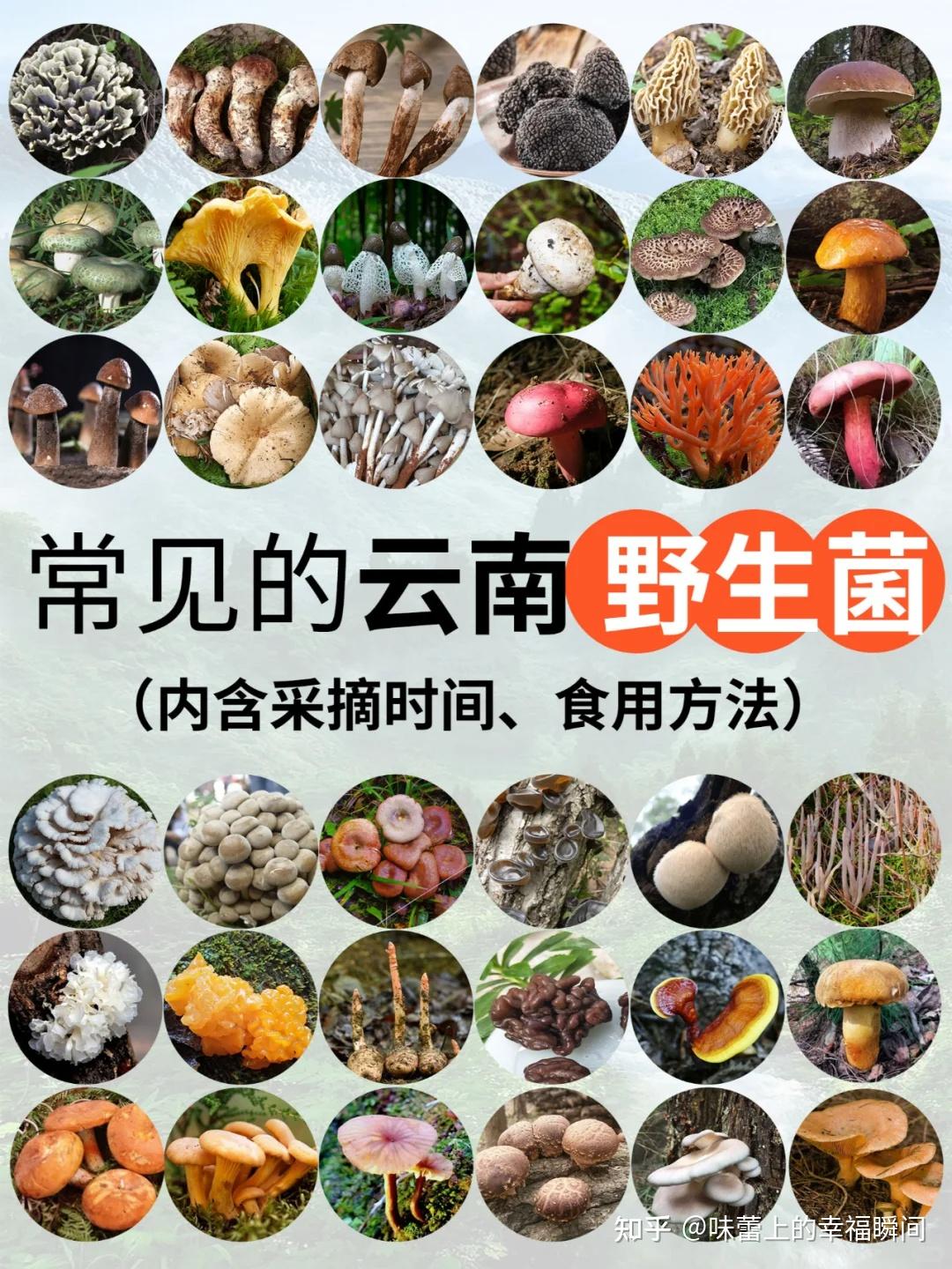 常见的云南野生菌 - 知乎