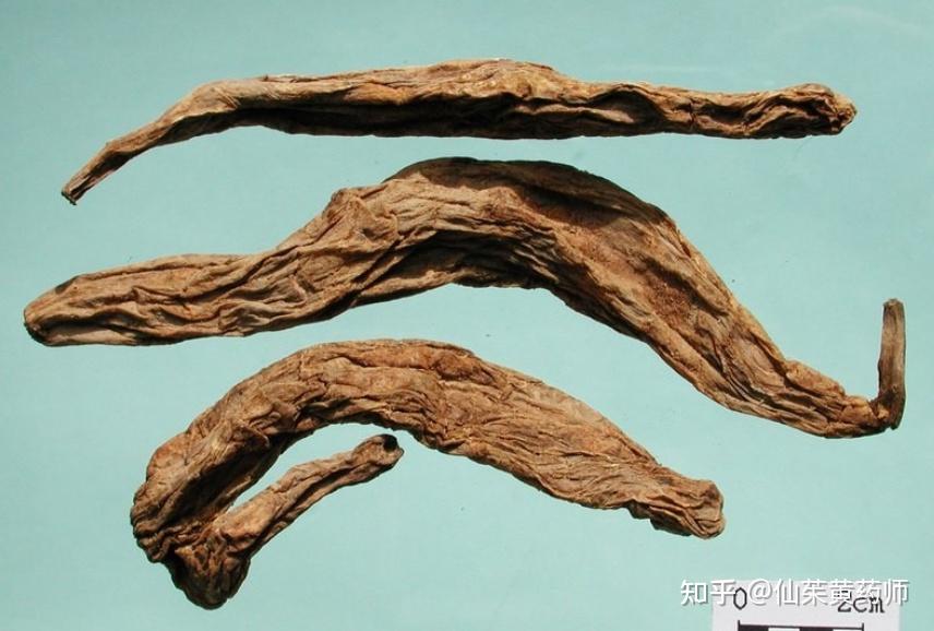 百部粉末显微彩色图谱 - 知乎