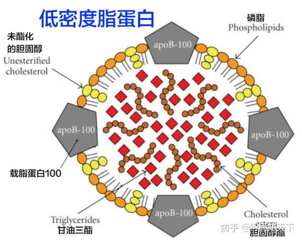 血脂(高血脂)知识普及 - 知乎