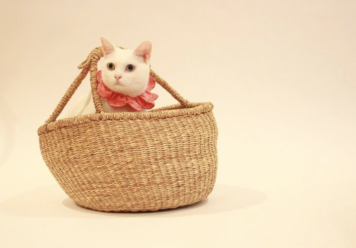 吸猫大会:日本短尾猫Coto - 知乎