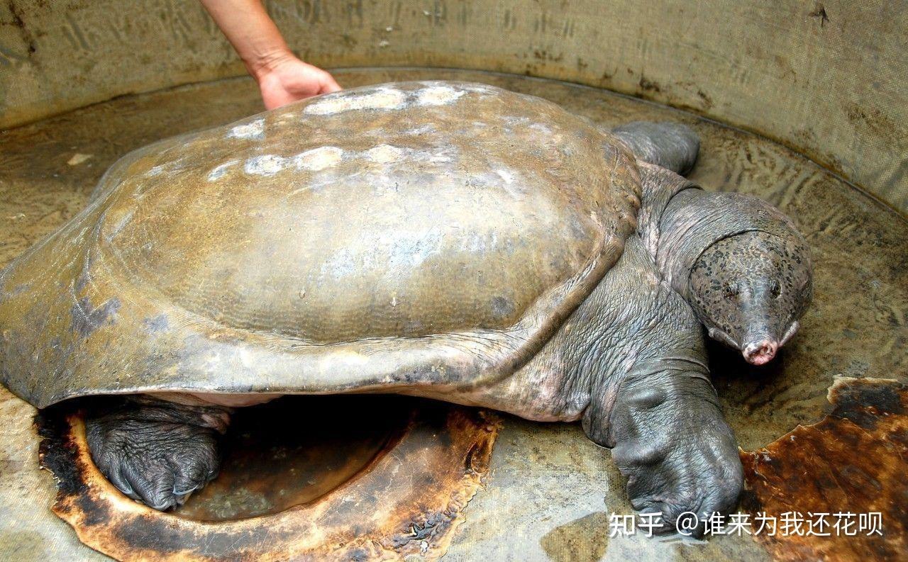 "鼋"字你知道读作什么吗? - 知乎