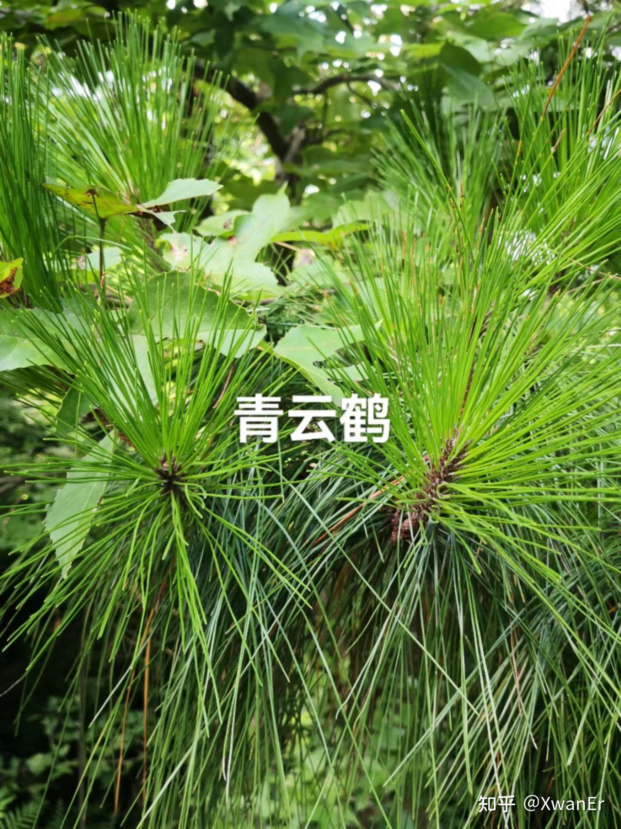 本草纲目对松针的记载 - 知乎