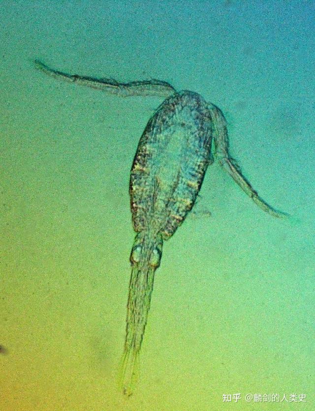 剑水蚤目—剑水蚤科(下):小剑水蚤