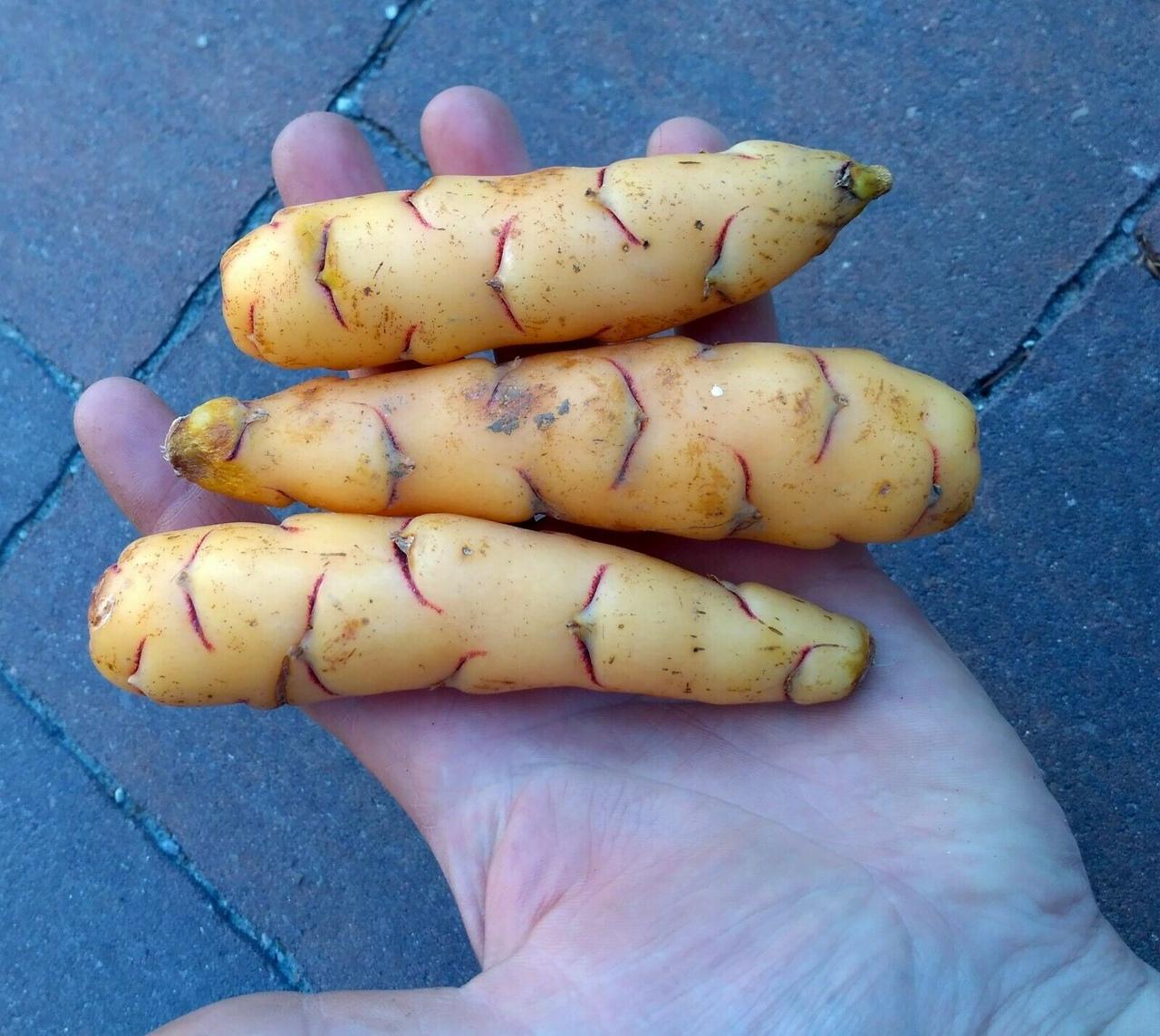 不一样的土豆块茎旱金莲tropaeolumtuberosum