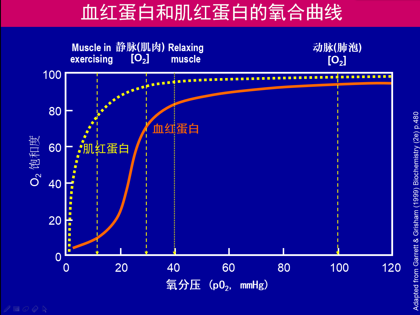 为什么血红蛋白比肌红蛋白更适合担当氧气运输蛋白的责任