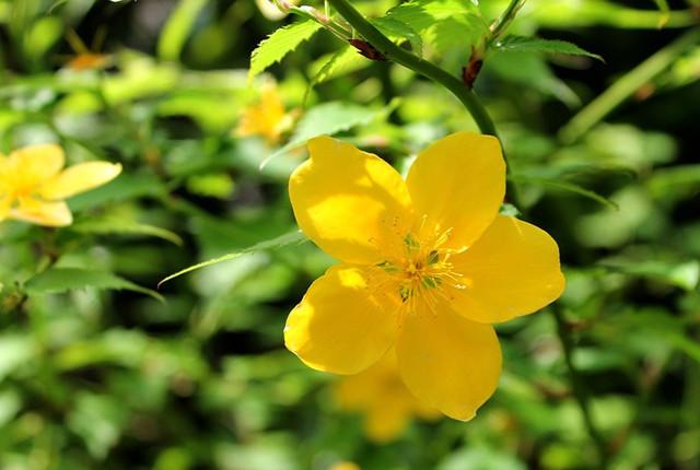 山吹花,枝叶繁茂,花朵金黄,极为醒目,园林中可用作花篱,或丛植于草坪