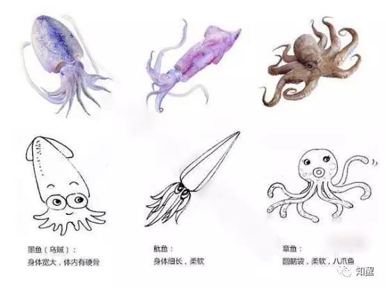 鱿鱼墨鱼章鱼乌贼 还在傻傻分不清吗 知乎