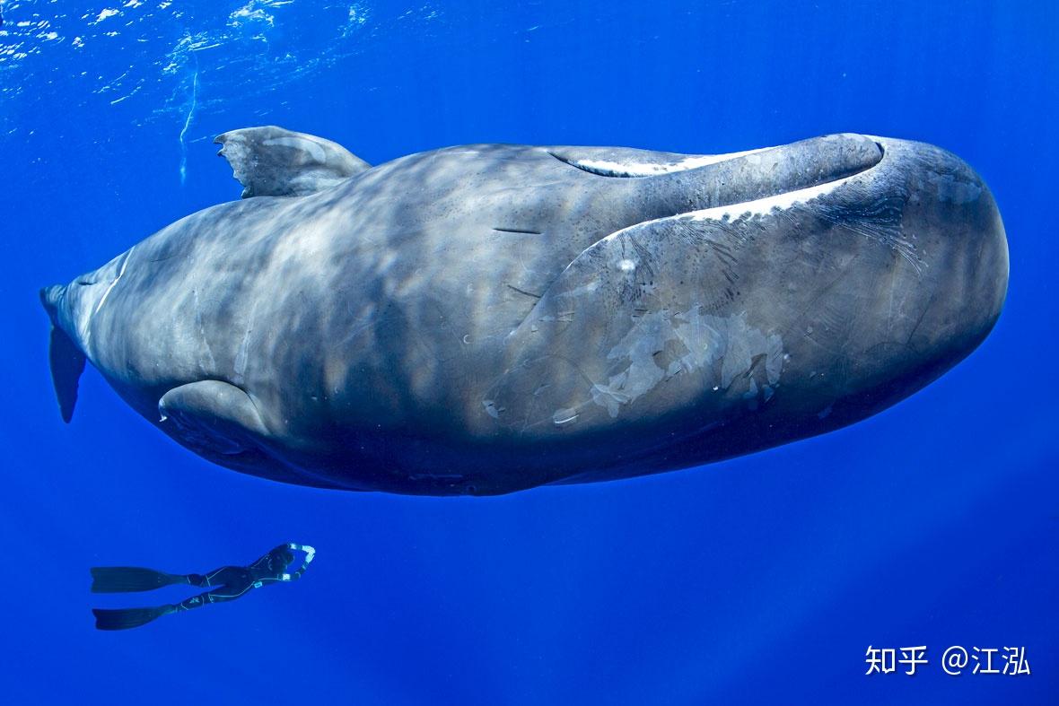 触目惊心！抹香鲸体内藏6公斤塑料垃圾 血证海洋污染-国际环保在线