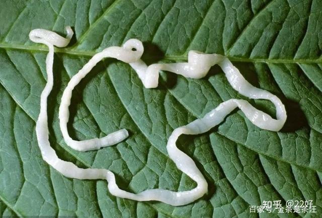 狗狗粪便中有白色扁状虫子 - 知乎