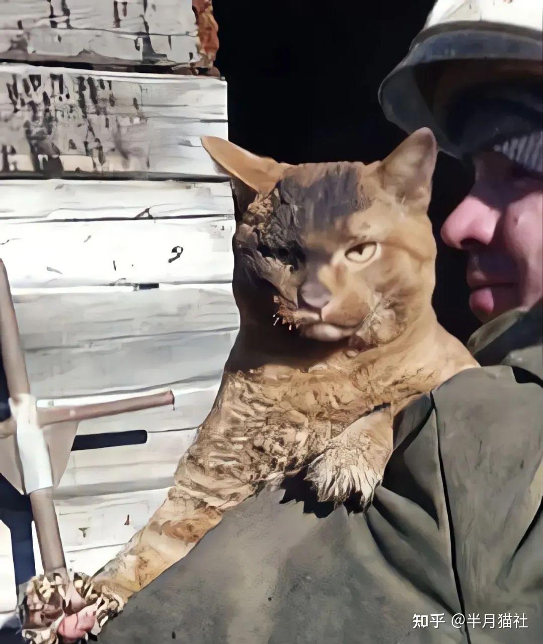 笑死,火灾中被救的猫,俄罗斯猫:谁放火烧老子,生吃了你!