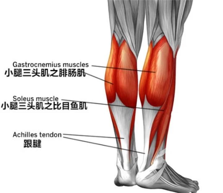 你不知道的肌肉拉伤之小腿肌肉拉伤