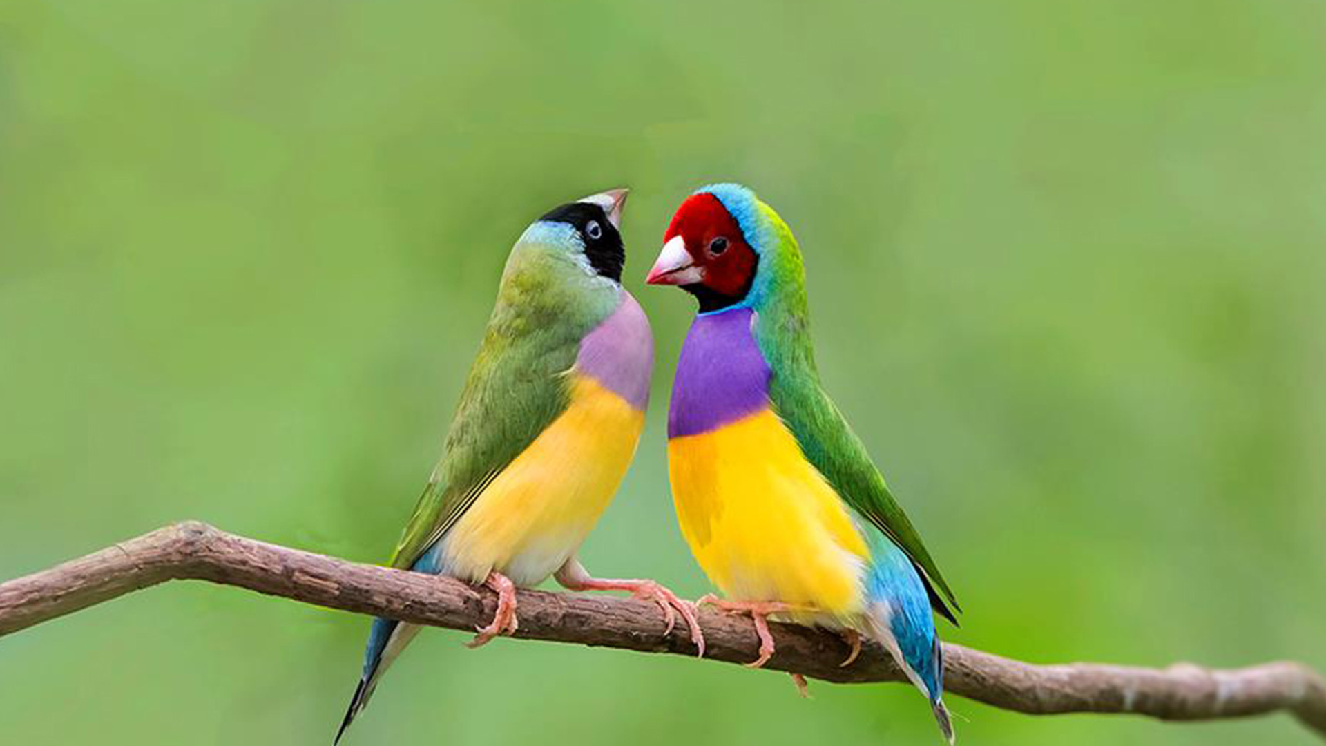 这种七彩文鸟和普通鸟类一样,以植物种子,嫩芽,果实和昆虫等为食.