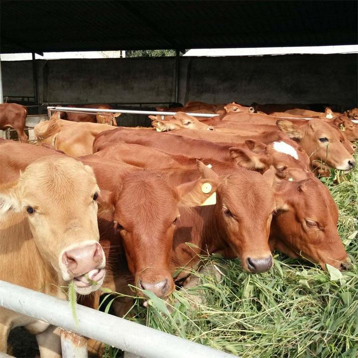养殖肉牛的前景(肉牛养殖前景与利润)