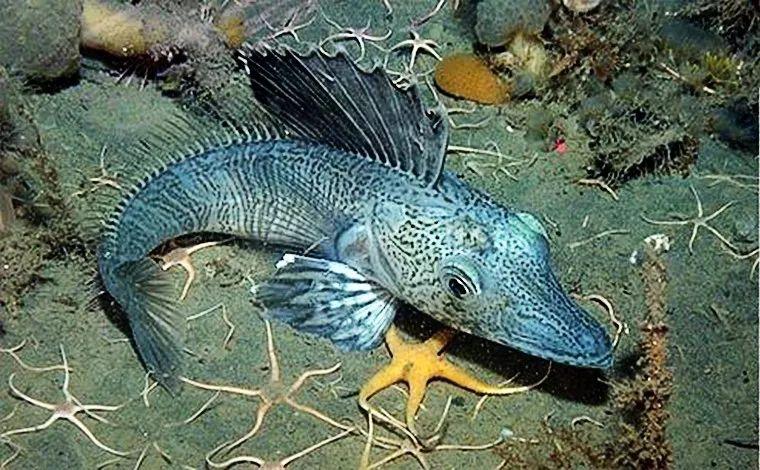 鳄冰鱼世代活在极寒地区不用鳃呼吸连血液都没有颜色