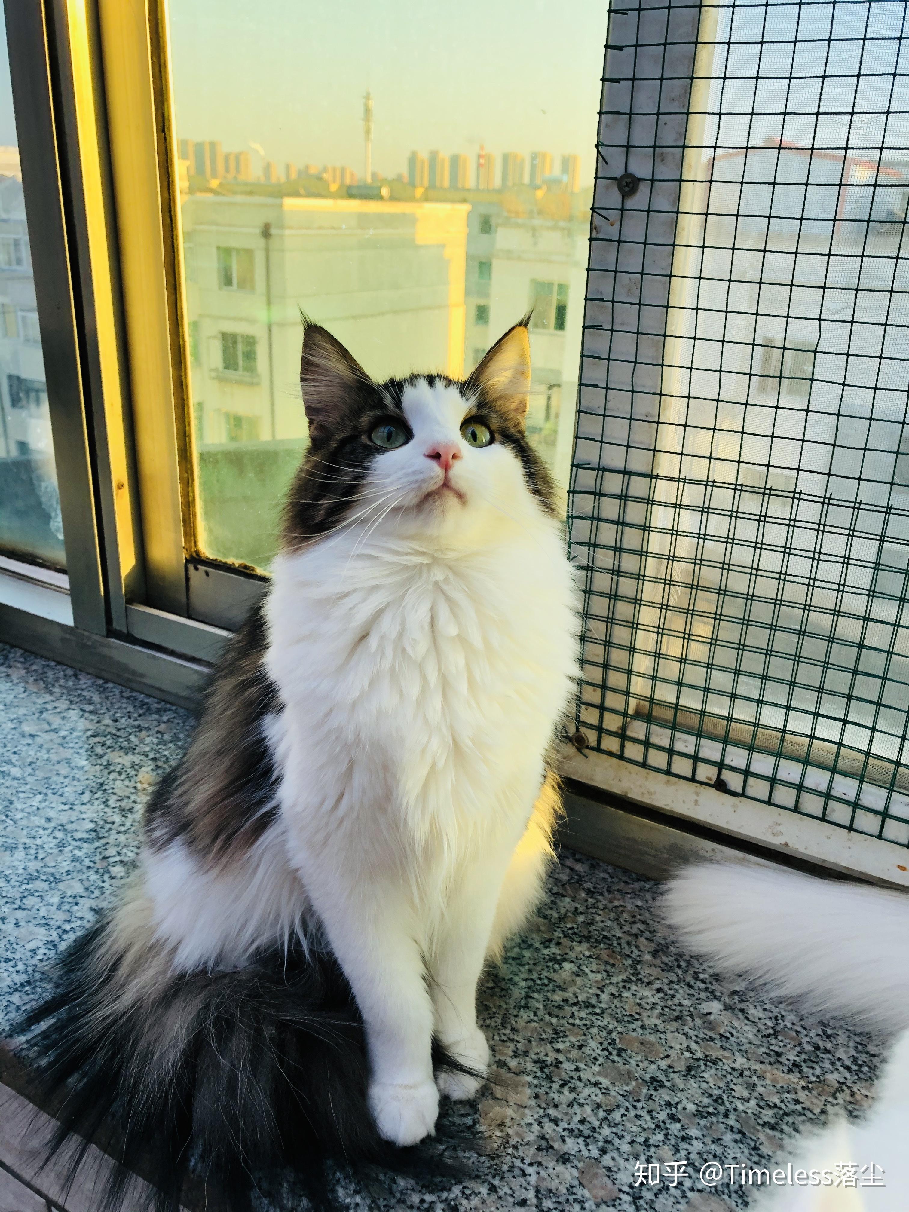挪威森林猫怎么样脾气如何