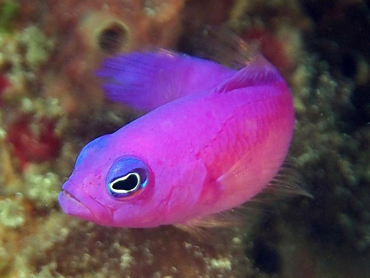 5cm暴躁小海鱼一身紫衣扎眼躲进珊瑚更好看