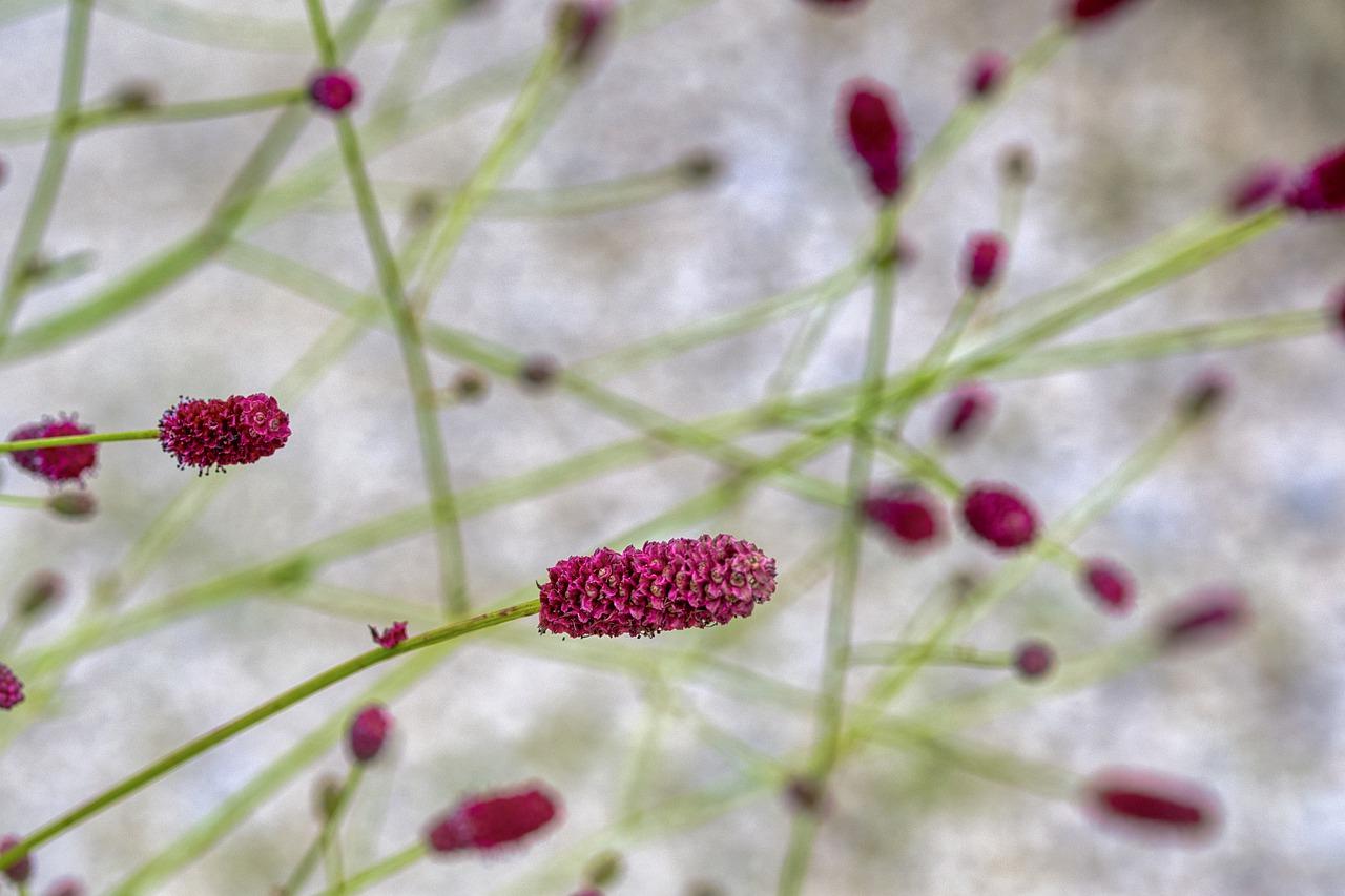 兰花茎腐怎么办