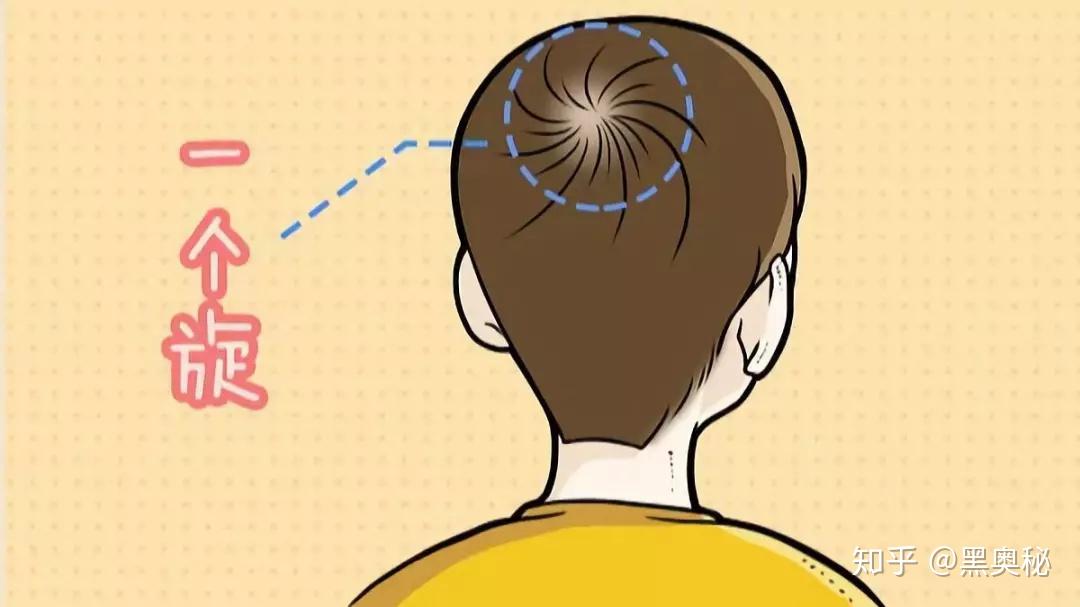 人的头发为什么都有旋？ - 知乎