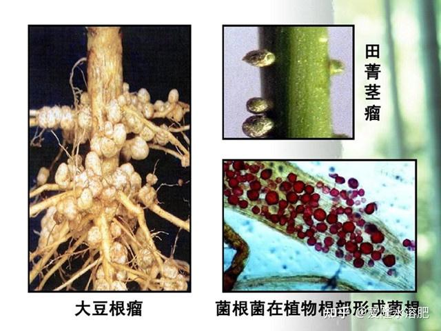 菌根是什么?它是菌还是根?