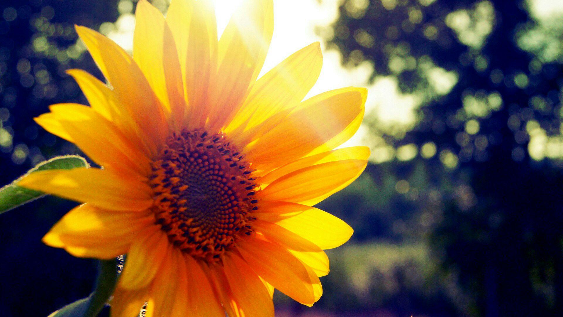 站住,罗一笑;站住,阳光正好