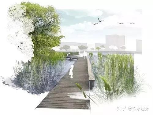 景观设计中如何配置水生植物? - 知乎