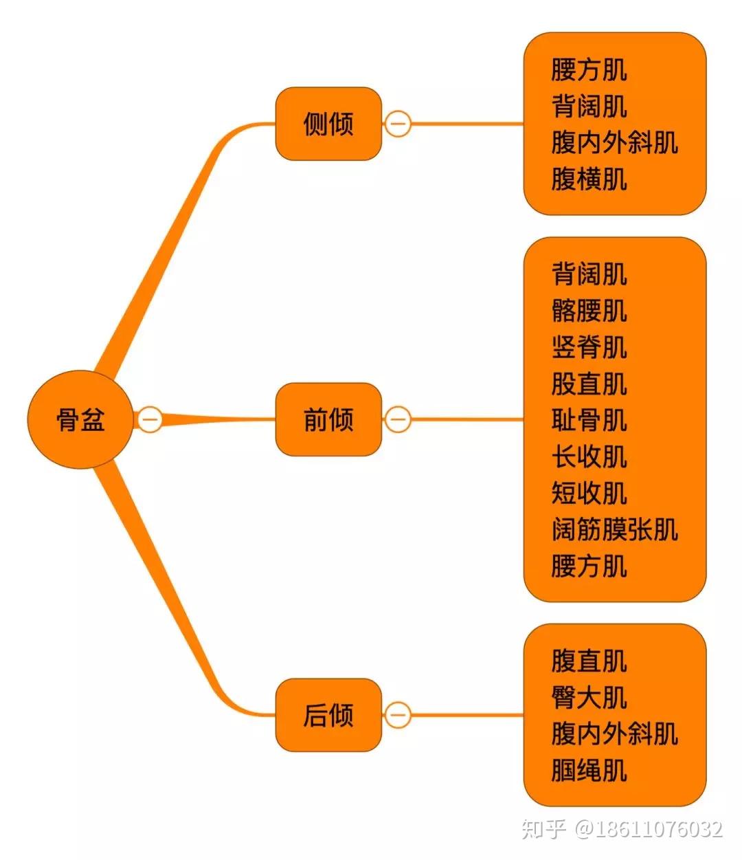 人體肌肉功能總結(基礎解剖圖譜) - 知乎