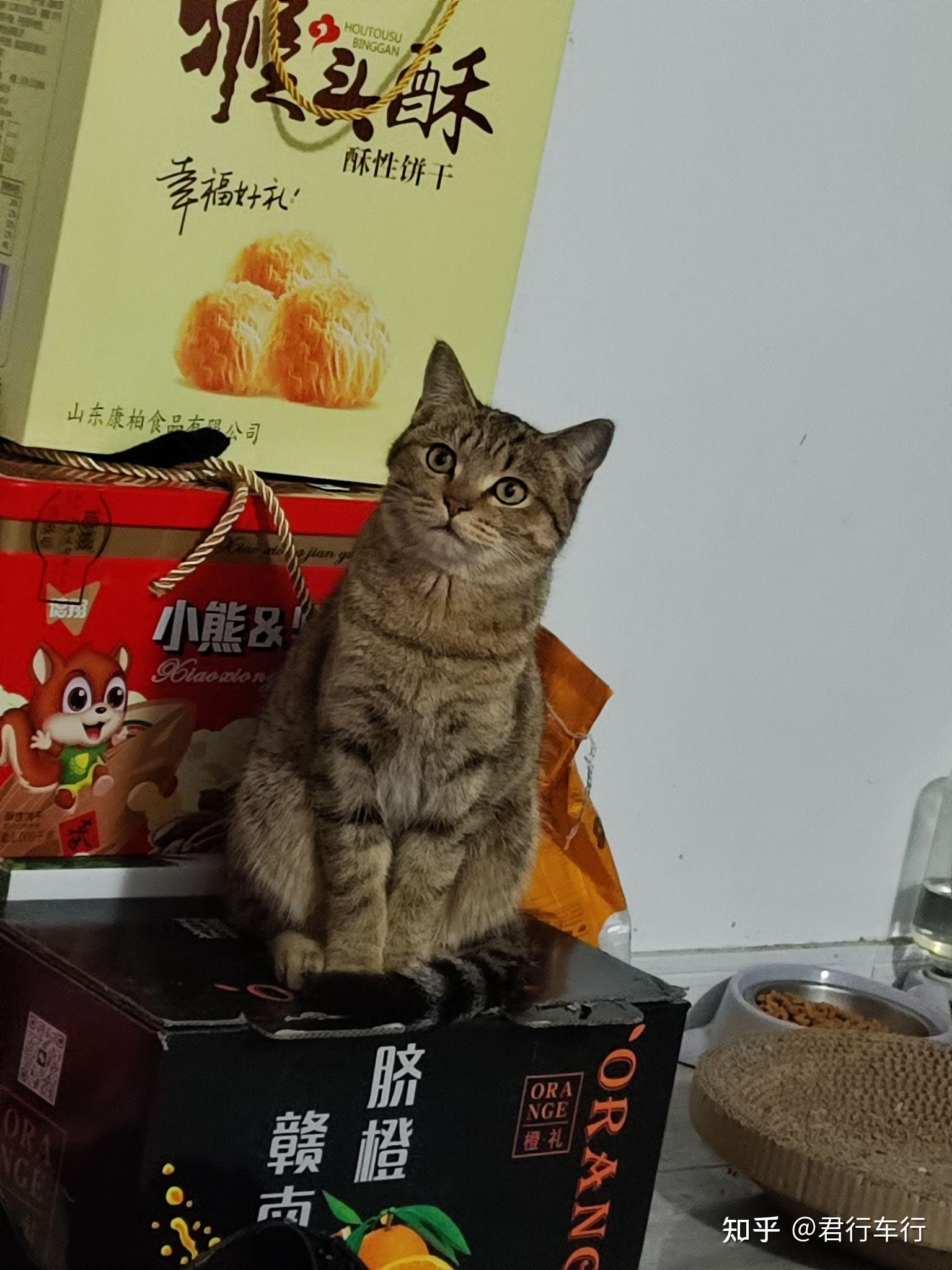 中国特有的狸花猫有多强大