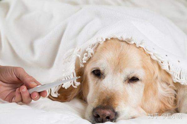 一摸狗的体温比人高 狗狗是不是发烧了 了解狗发烧3大症状 知乎