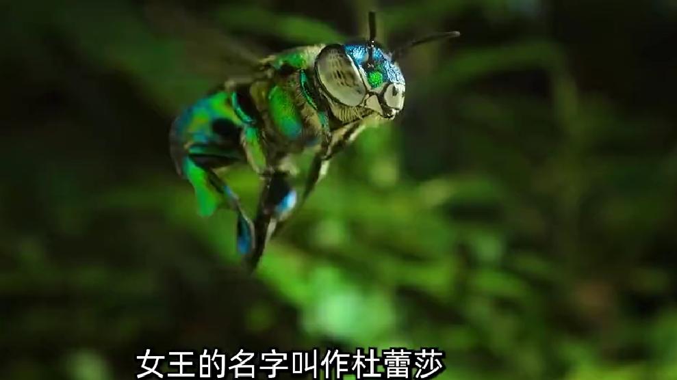 狡诈阴险的兰花蜂女王所有的努力只为了奴役自己的女儿
