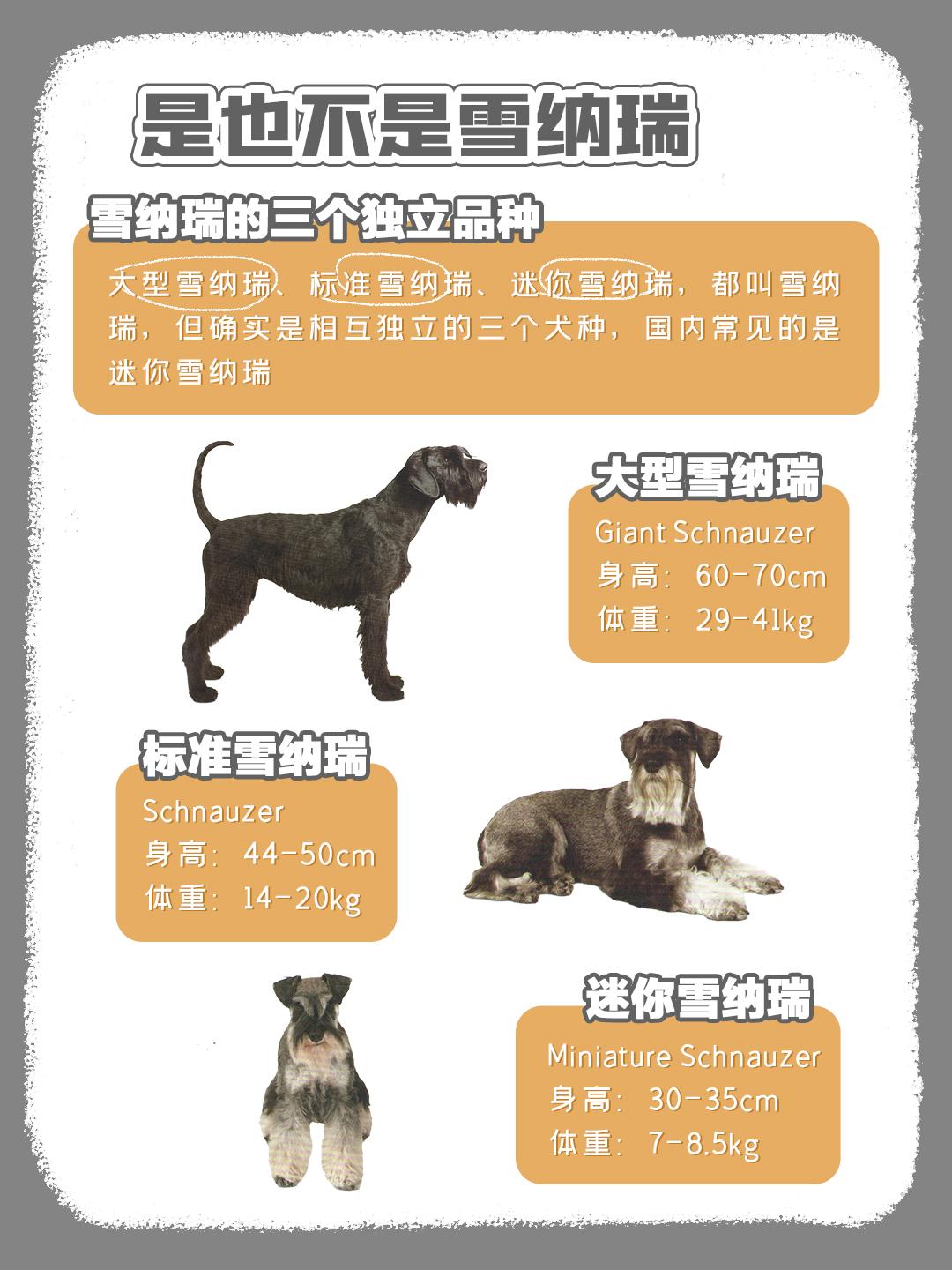 小型犬标准体重图片