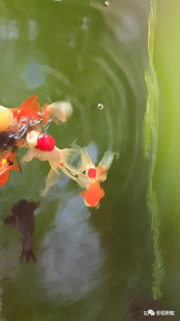 金鱼鱼病诊断与治疗大全 知乎 金鱼鱼病诊断与治疗大全 知乎