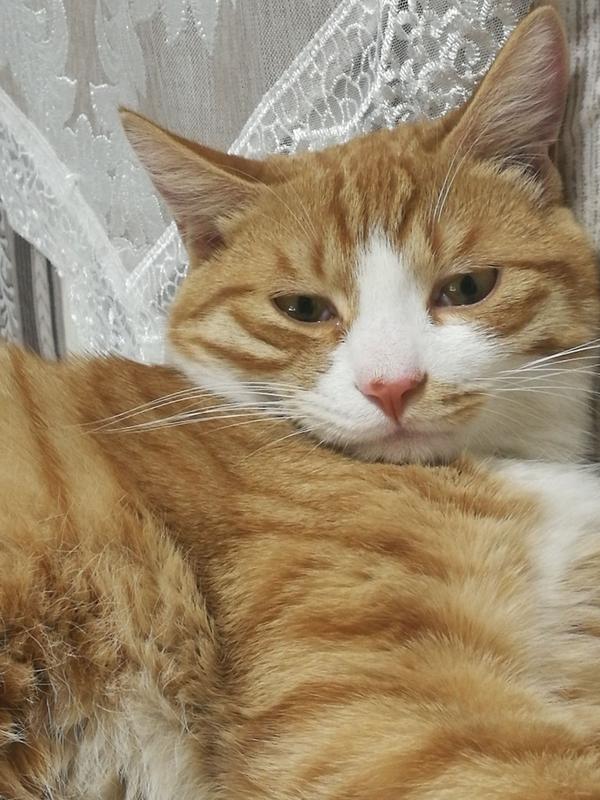 为什么猫越大性格越不好? - 知乎