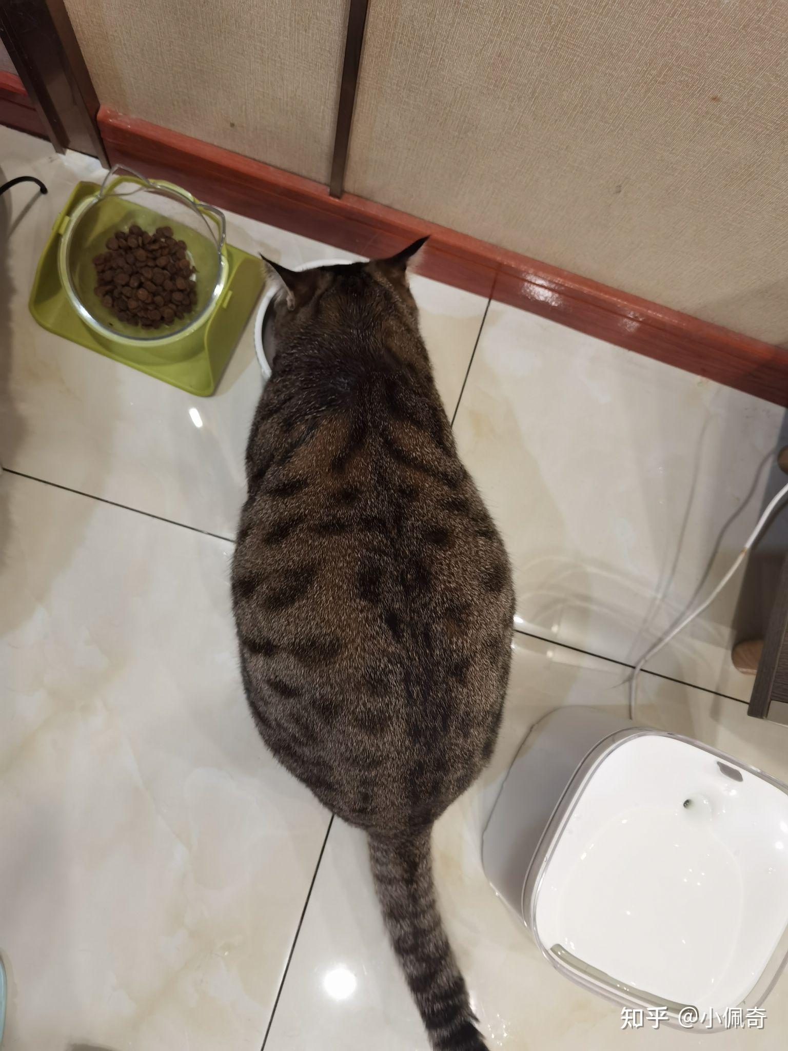 为什么称呼狸花猫为海参? - 知乎