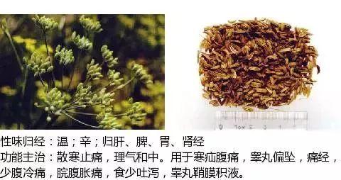 500余种中草药图  第190张