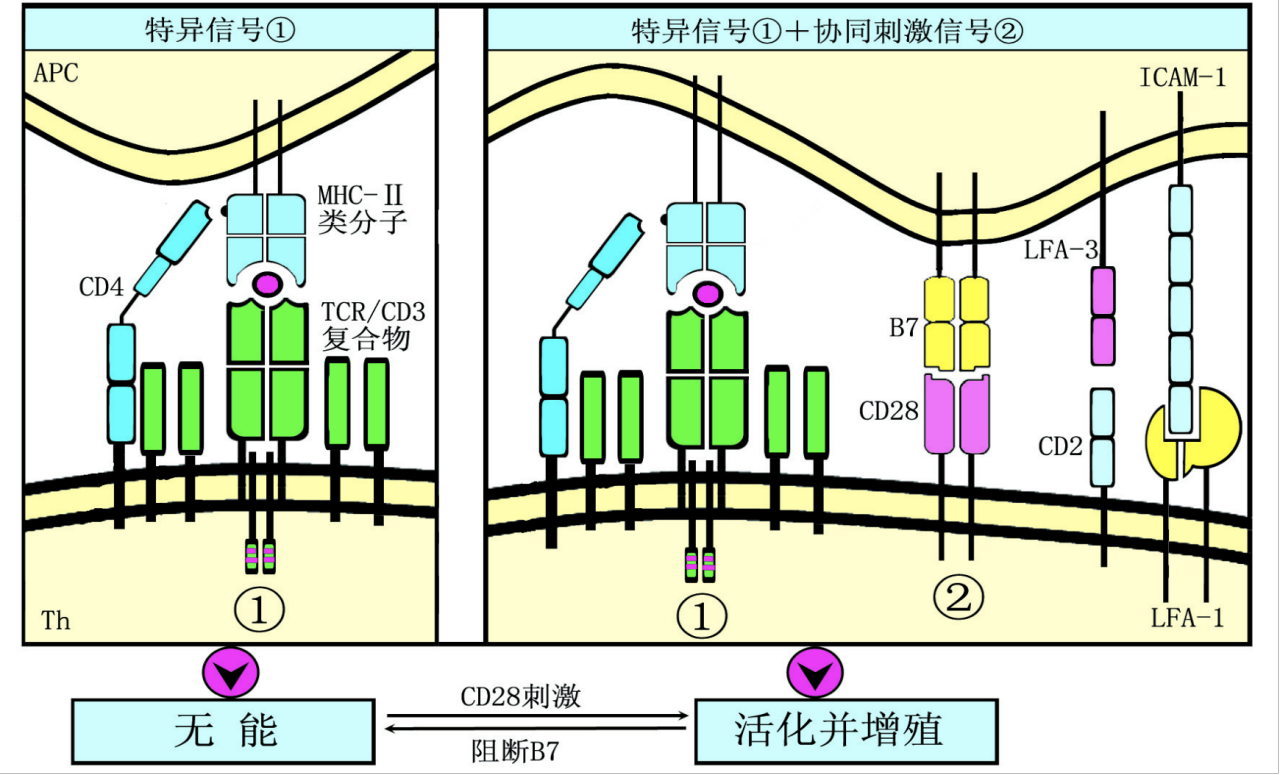 t细胞的活化(双信号)