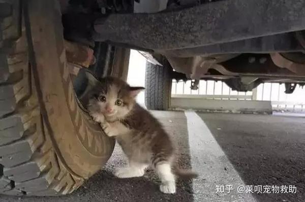 天冷了 你的车里长猫了吗 宋祖儿完美演绎车底救猫 知乎