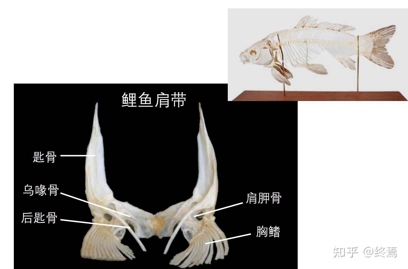 你绝对没见过的动物学，“北师大师姐笔记”之骨骼系统 - 知乎