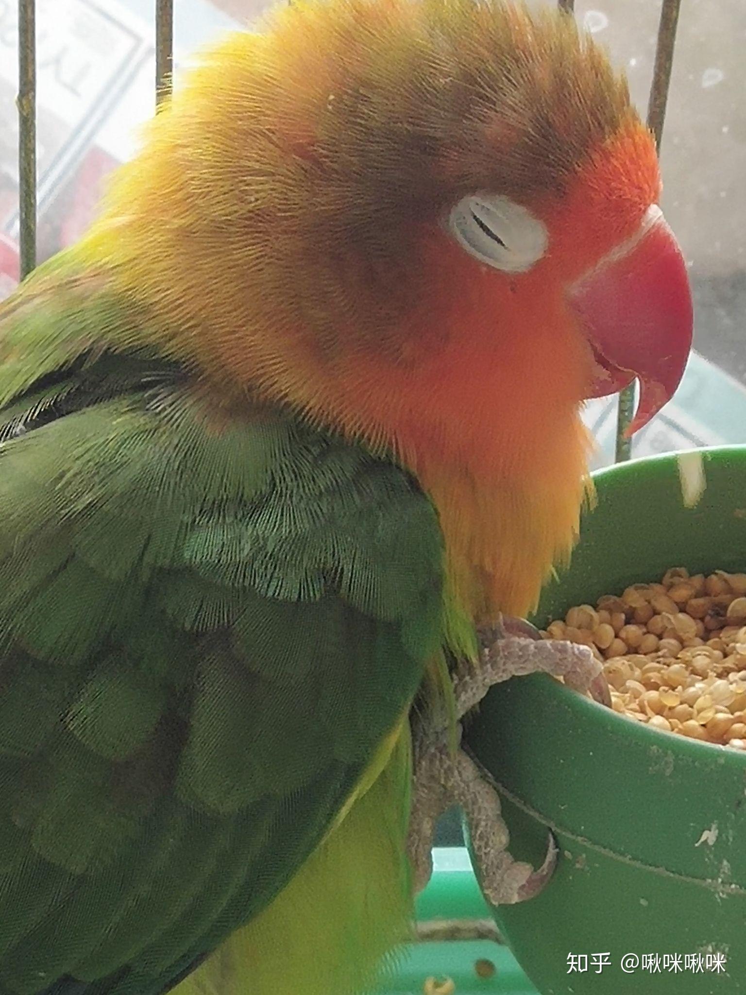 我的鹦鹉这几天突然炸毛