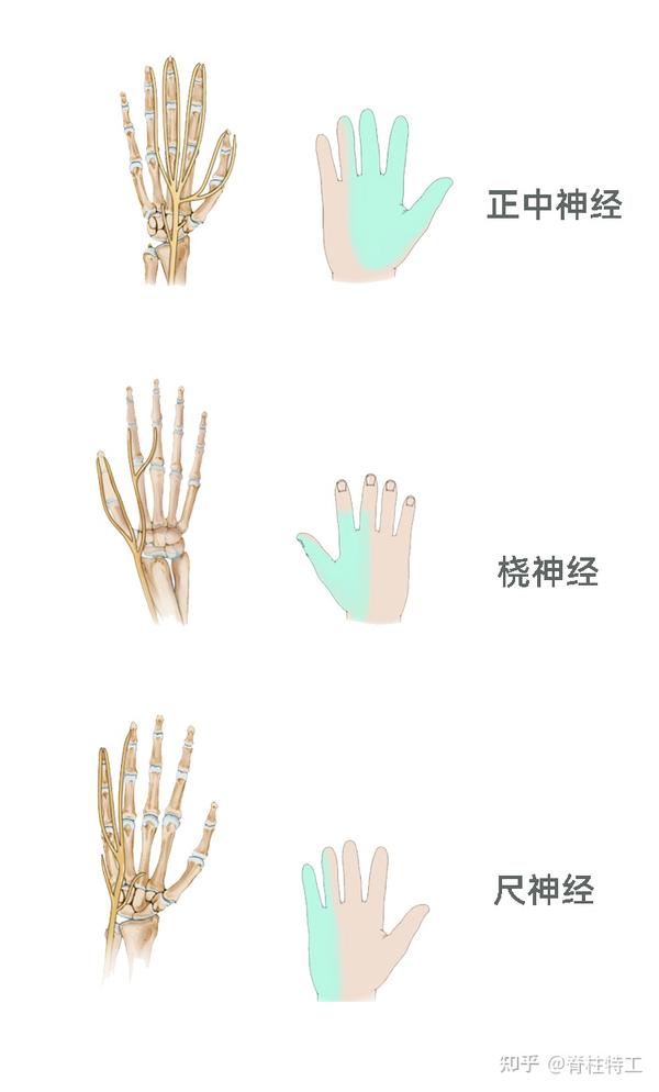 超全!手部健康自查动作(珍藏版) - 知乎