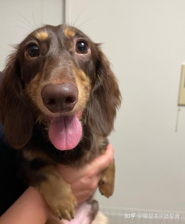 一个人住,养猫还是养狗好? - 知乎