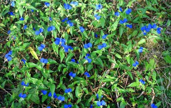 这种野草垂吊起来 比吊兰还美 知乎