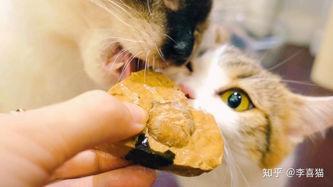 猫咪们吃零食现场一片混乱连平时最老实的胖猫都动手扇耳光了