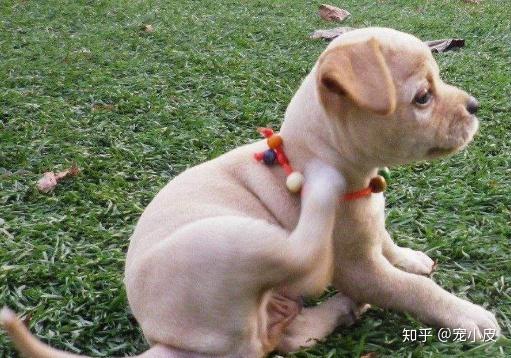 怎么看小狗有没有眼线虫 v2-9102a2a41a23df83bb16068c95d425d0_r.jpg