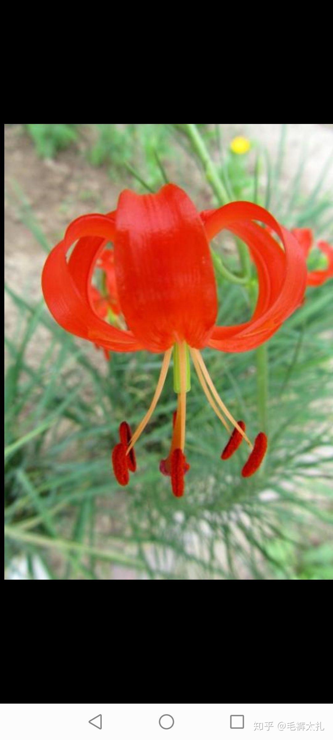 萨日朗和彼岸花是同一种植物吗?