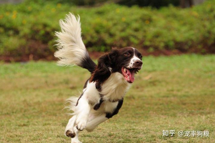 为什么那么多人养“史宾格犬”?聪明又治愈,很难不爱 - 知乎