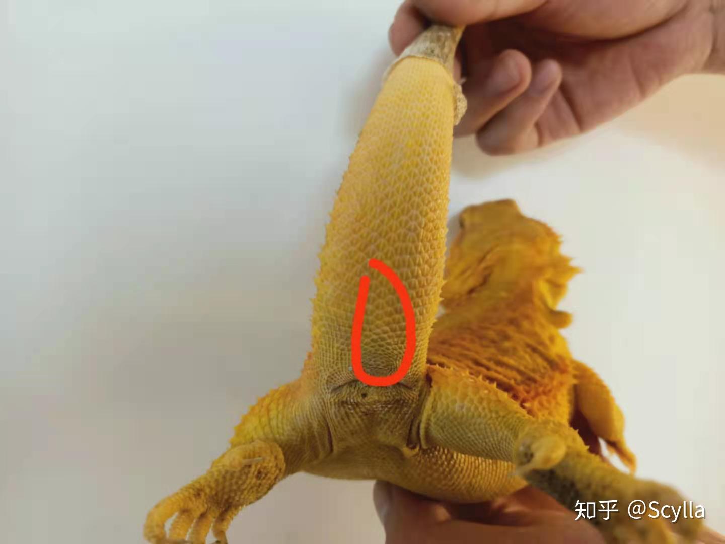 鬃狮怎么分公母? - 知乎