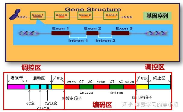 焦老师讲遗传系列之5：遗传的分子基础 - 知乎