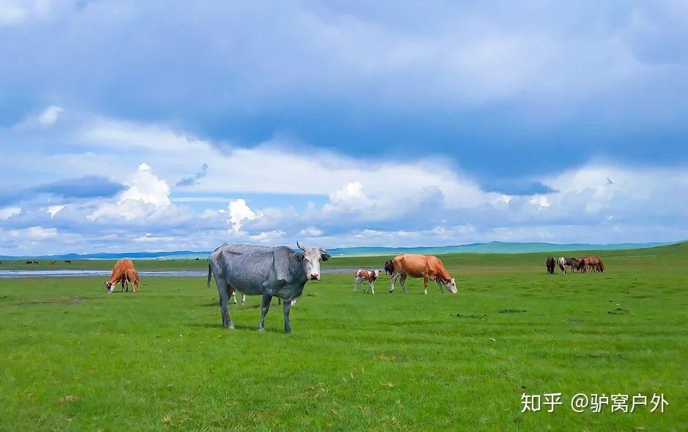 尋北之旅| 走過中國最美大草原,看風吹草低見牛羊的浪漫,最壯闊的北國