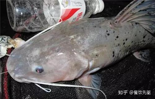 两广发现怪异鲶鱼疑似入侵物种专家钓到一条就能发财